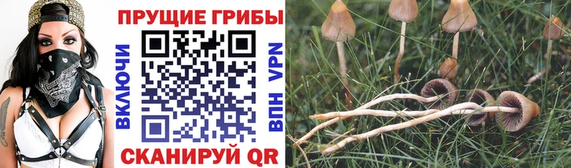Галлюциногенные грибы мицелий  дарнет шоп  Зея 